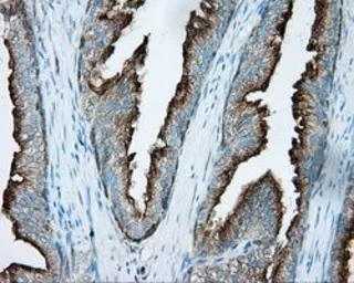 Anti-PKA R2 antibody [1A7] used in IHC (Paraffin sections) (IHC-P). GTX83823