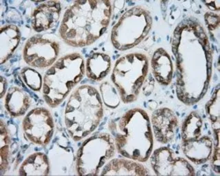 Anti-PKA R2 antibody [4A3] used in IHC (Paraffin sections) (IHC-P). GTX83825