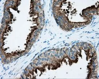 Anti-PKA R2 antibody [4A3] used in IHC (Paraffin sections) (IHC-P). GTX83825