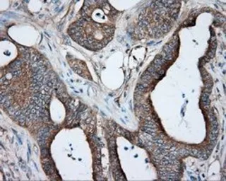 Anti-PKA R2 antibody [1B4] used in IHC (Paraffin sections) (IHC-P). GTX83826