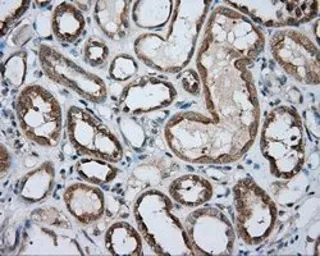 Anti-PKA R2 antibody [1B4] used in IHC (Paraffin sections) (IHC-P). GTX83826