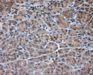 Anti-PKA R2 antibody [1B4] used in IHC (Paraffin sections) (IHC-P). GTX83826
