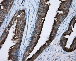 Anti-PKA R2 antibody [1B4] used in IHC (Paraffin sections) (IHC-P). GTX83826