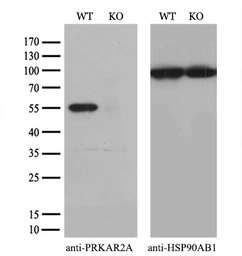 Anti-PKA R2 antibody [1B4] used in Western Blot (WB). GTX83826