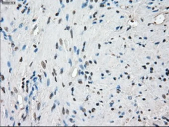 Anti-PPP5C antibody [3G1] used in IHC (Paraffin sections) (IHC-P). GTX83836
