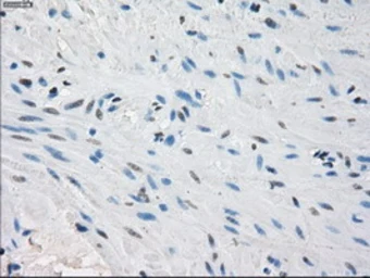 Anti-PPP5C antibody [5G5] used in IHC (Paraffin sections) (IHC-P). GTX83840