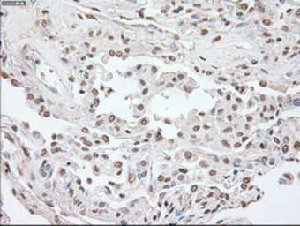 Anti-Oct4 antibody [9B7] used in IHC (Paraffin sections) (IHC-P). GTX83850