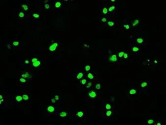 Anti-Oct4 antibody [9B7] used in Immunocytochemistry/ Immunofluorescence (ICC/IF). GTX83850