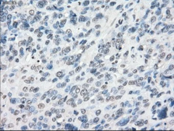 Anti-POR antibody [1B11] used in IHC (Paraffin sections) (IHC-P). GTX83858