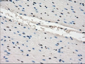 Anti-POR antibody [1B11] used in IHC (Paraffin sections) (IHC-P). GTX83858