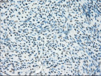Anti-POR antibody [1B11] used in IHC (Paraffin sections) (IHC-P). GTX83858