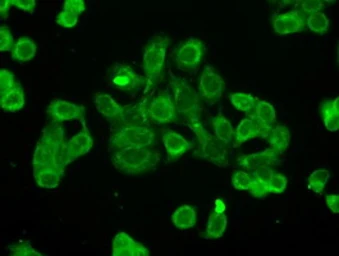 Anti-POR antibody [1B11] used in Immunocytochemistry/ Immunofluorescence (ICC/IF). GTX83858