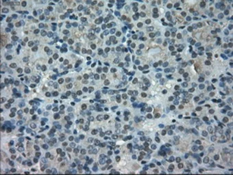 Anti-POR antibody [5H5] used in IHC (Paraffin sections) (IHC-P). GTX83859