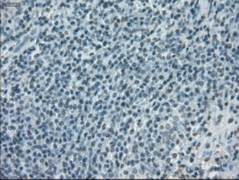 Anti-POR antibody [5H5] used in IHC (Paraffin sections) (IHC-P). GTX83859