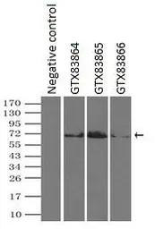 Anti-PLK1 antibody [3F12] used in Immunoprecipitation (IP). GTX83864