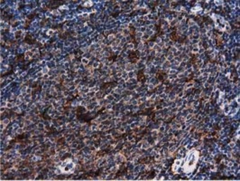 Anti-Pleckstrin antibody [4G6] used in IHC (Paraffin sections) (IHC-P). GTX83874
