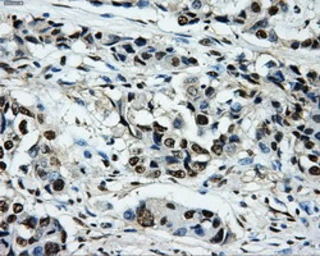 Anti-PKMYT1 antibody [5E1] used in IHC (Paraffin sections) (IHC-P). GTX83877