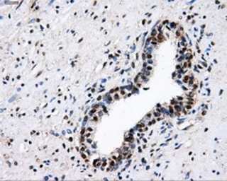 Anti-PKMYT1 antibody [5E1] used in IHC (Paraffin sections) (IHC-P). GTX83877
