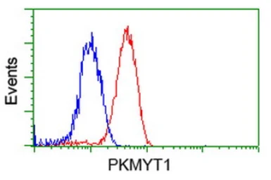 Anti-PKMYT1 antibody [5E1] used in Flow cytometry (FCM). GTX83877