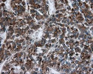 Anti-PIM2 antibody [8G10] used in IHC (Paraffin sections) (IHC-P). GTX83890