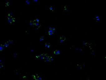 Anti-PIM2 antibody [8G10] used in Immunocytochemistry/ Immunofluorescence (ICC/IF). GTX83890