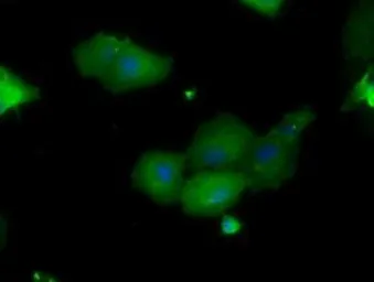 Anti-PIM2 antibody [9A5] used in Immunocytochemistry/ Immunofluorescence (ICC/IF). GTX83892