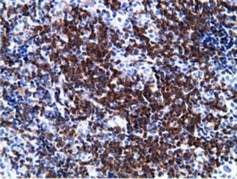 Anti-PIK3AP1 antibody [7A11] used in IHC (Paraffin sections) (IHC-P). GTX83893