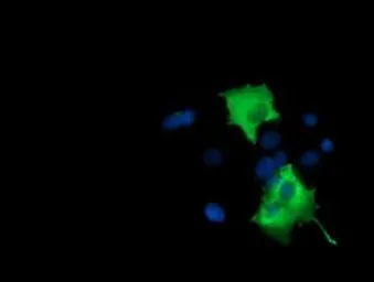 Anti-PIK3AP1 antibody [7A11] used in Immunocytochemistry/ Immunofluorescence (ICC/IF). GTX83893