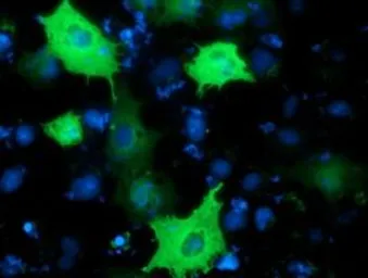 Anti-PIK3AP1 antibody [7G9] used in Immunocytochemistry/ Immunofluorescence (ICC/IF). GTX83898