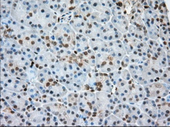 Anti-Profilin 1 antibody [1D5] used in IHC (Paraffin sections) (IHC-P). GTX83903