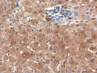 Anti-PEPD antibody [1B7] used in IHC (Paraffin sections) (IHC-P). GTX83909