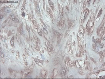 Anti-PDX1 antibody [2A12] used in IHC (Paraffin sections) (IHC-P). GTX83919
