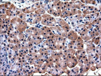 Anti-PDX1 antibody [2A12] used in IHC (Paraffin sections) (IHC-P). GTX83919
