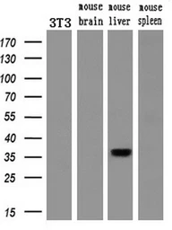 Anti-PDX1 antibody [2A12] used in Western Blot (WB). GTX83919