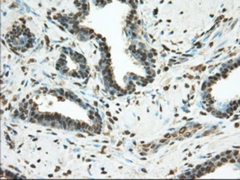 Anti-PDE4A antibody [7B11] used in IHC (Paraffin sections) (IHC-P). GTX83922