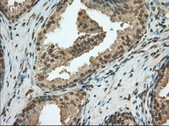 Anti-PDE4A antibody [7B11] used in IHC (Paraffin sections) (IHC-P). GTX83922
