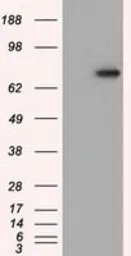 Anti-PDE4A antibody [7B11] used in Western Blot (WB). GTX83922