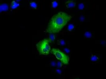 Anti-PDE4A antibody [7B11] used in Immunocytochemistry/ Immunofluorescence (ICC/IF). GTX83922