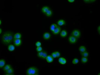Anti-PDE4A antibody [7B11] used in Immunocytochemistry/ Immunofluorescence (ICC/IF). GTX83922