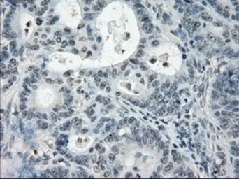 Anti-PDE10A antibody [1C9] used in IHC (Paraffin sections) (IHC-P). GTX83933