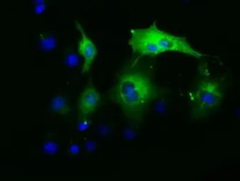 Anti-PAICS antibody [1B4] used in Immunocytochemistry/ Immunofluorescence (ICC/IF). GTX83948