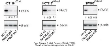 Anti-PAICS antibody [2C9] used in Western Blot (WB). GTX83950