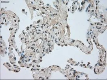 Anti-TrkC antibody [4E10] used in IHC (Paraffin sections) (IHC-P). GTX83977