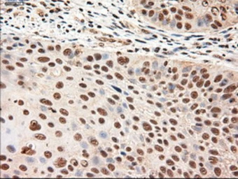 Anti-Neurotrophin 4 antibody [2E8] used in IHC (Paraffin sections) (IHC-P). GTX83981