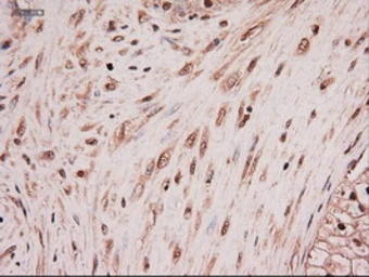 Anti-Neurotrophin 4 antibody [2E8] used in IHC (Paraffin sections) (IHC-P). GTX83981