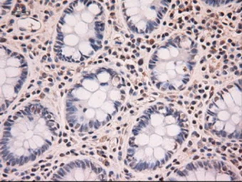 Anti-Neurotrophin 4 antibody [2E8] used in IHC (Paraffin sections) (IHC-P). GTX83981