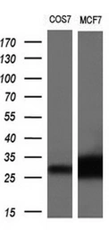 Anti-Neurotrophin 4 antibody [2E8] used in Western Blot (WB). GTX83981