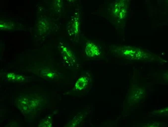 Anti-Neurotrophin 4 antibody [2E8] used in Immunocytochemistry/ Immunofluorescence (ICC/IF). GTX83981