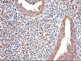 Anti-Neurotrophin 3 antibody [5C7] used in IHC (Paraffin sections) (IHC-P). GTX83983