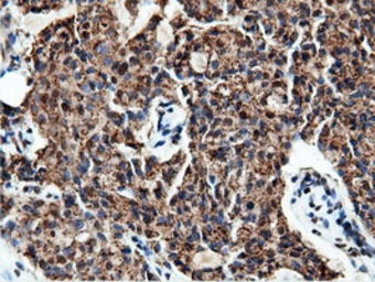 Anti-NT5DC1 antibody [3H2] used in IHC (Paraffin sections) (IHC-P). GTX83991